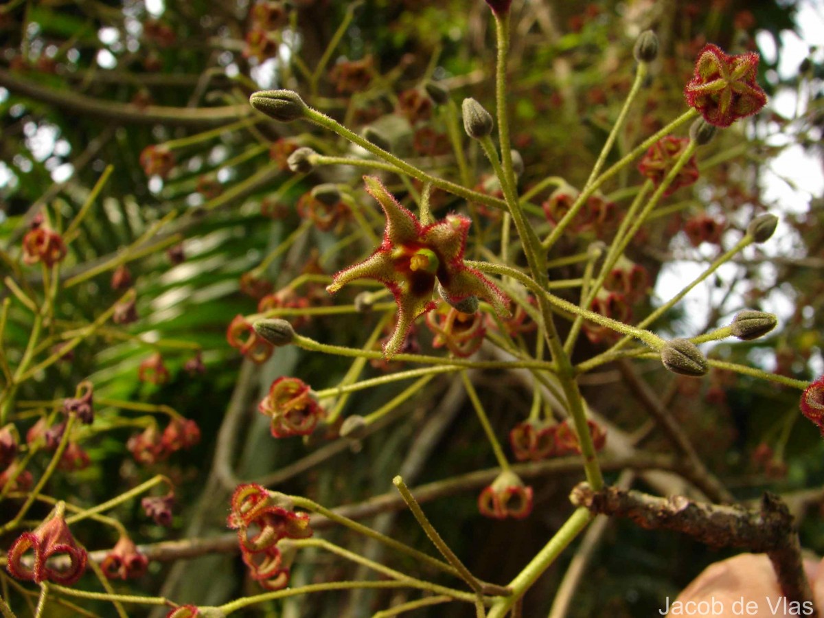 Sterculia balanghas L.